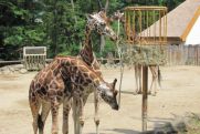 Výlet do ZOO Lešná 02.6.2012