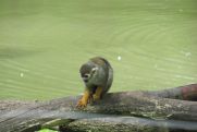 Výlet do ZOO Lešná 02.6.2012